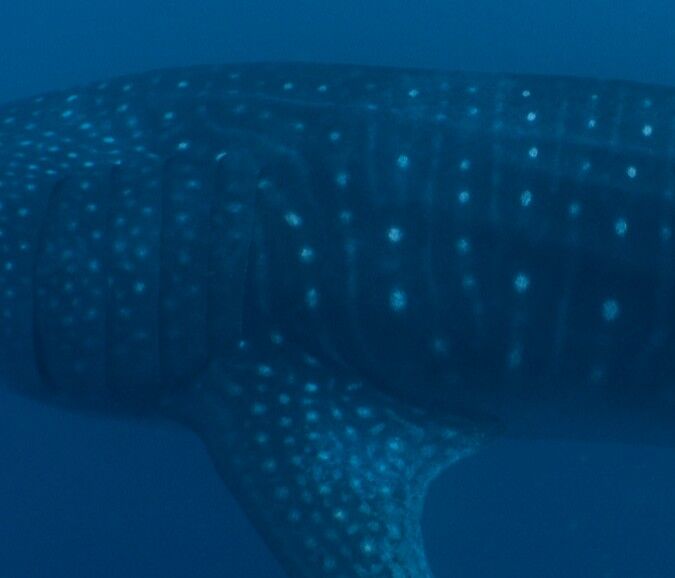 79612e95-77a8-412d-b8de-267e363bc42b