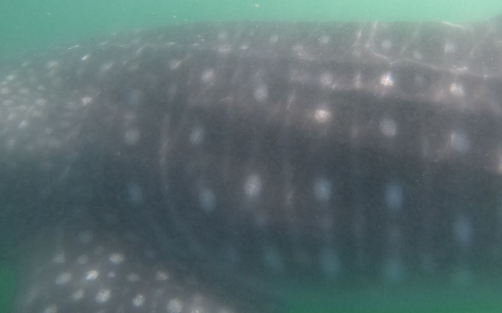 2f1ca8d8-374e-477f-89be-033252b27019