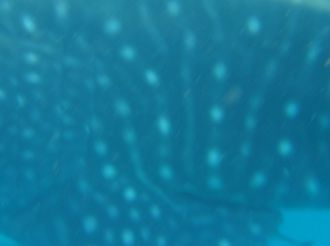 e11ad36e-b322-448d-8206-49654bb8a295