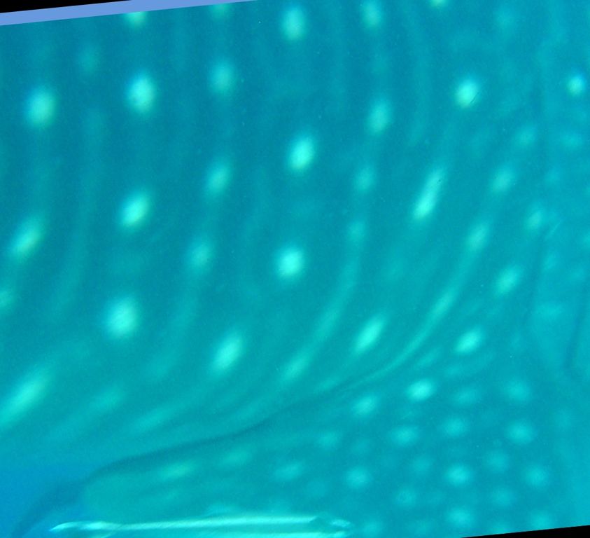 e11ad36e-b322-448d-8206-49654bb8a295