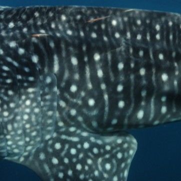 ac45def7-98e6-4d19-a7b2-57d5c7bf9b06