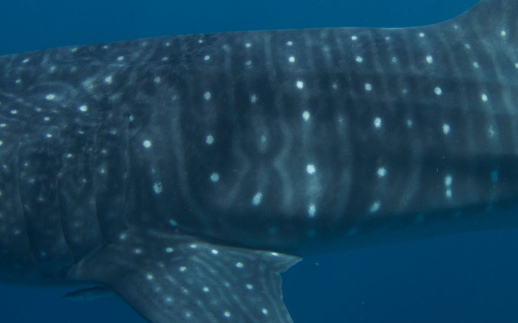 4604d6a6-232a-4fb5-adf3-cb17ad70f772