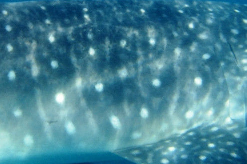 735933fb-1f4b-4411-9522-e10c27d854f2