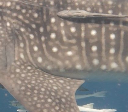 d24e37dd-3ae6-48a4-940a-2ab8cdbdec14