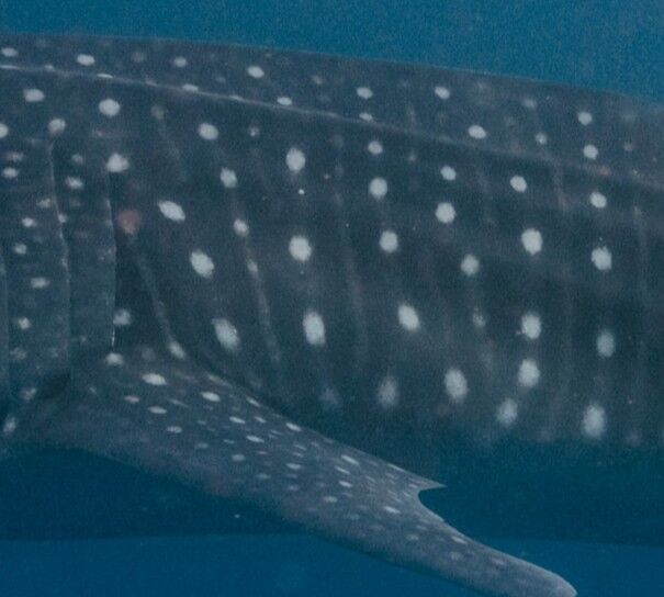 99fae9ad-0979-481e-b505-c9f409e39e3a