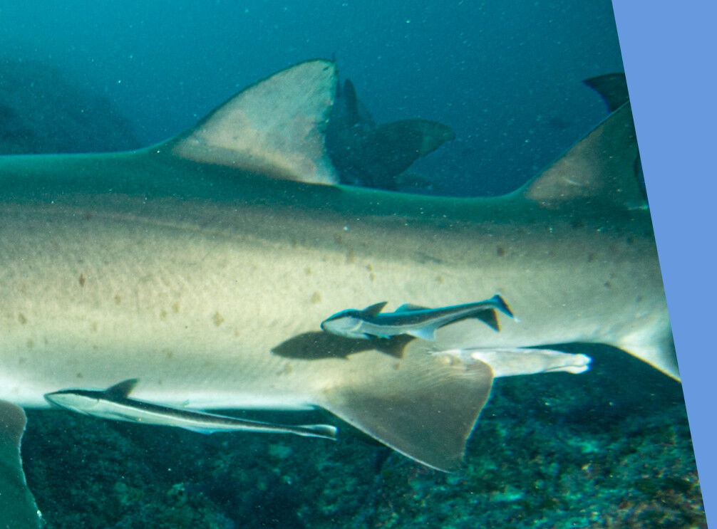 543ad930-07d0-4868-af76-ef55df55ea6a