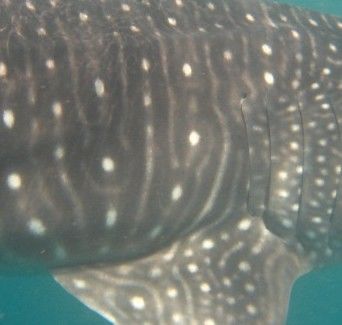 09ae492e-03e1-467d-a8a5-7caf8e36bb1d