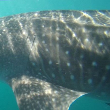 a355f47a-f169-4ec7-a0d1-ba783c19398f