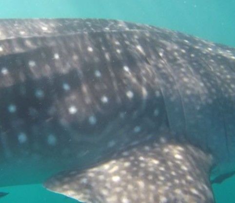 a355f47a-f169-4ec7-a0d1-ba783c19398f