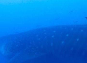 bcbba68c-c079-4d1b-a283-5488c250b7b2