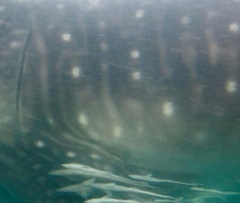 c610c46b-ae8a-4ba3-9ef6-824def61a109