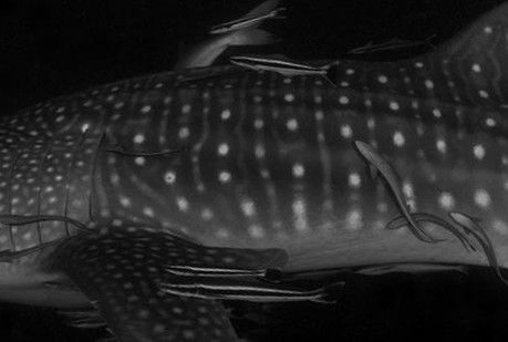 83e228cd-36d1-48be-9093-5121cf607551