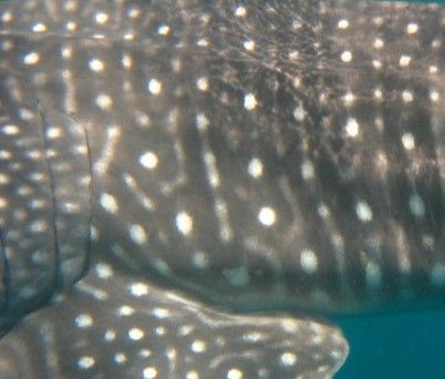 a20fedc7-a292-418f-b332-628ac6a2a52d