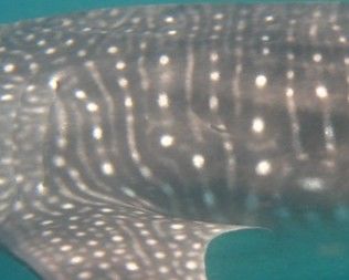 8fd49153-ae57-4f93-881f-43b43ccb46b0