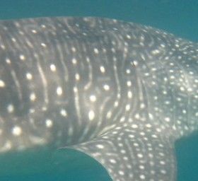 8fd49153-ae57-4f93-881f-43b43ccb46b0