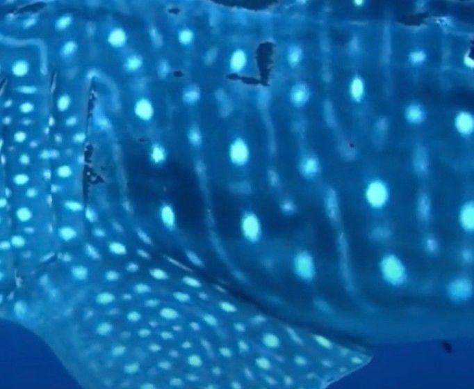 f2c58f2b-d32a-4e8f-8315-29d4e6dee77d