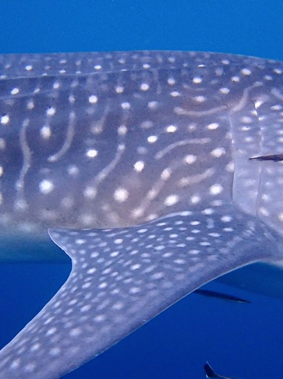 8ebf5f4a-f3ba-41b0-9495-ddba5b6392af