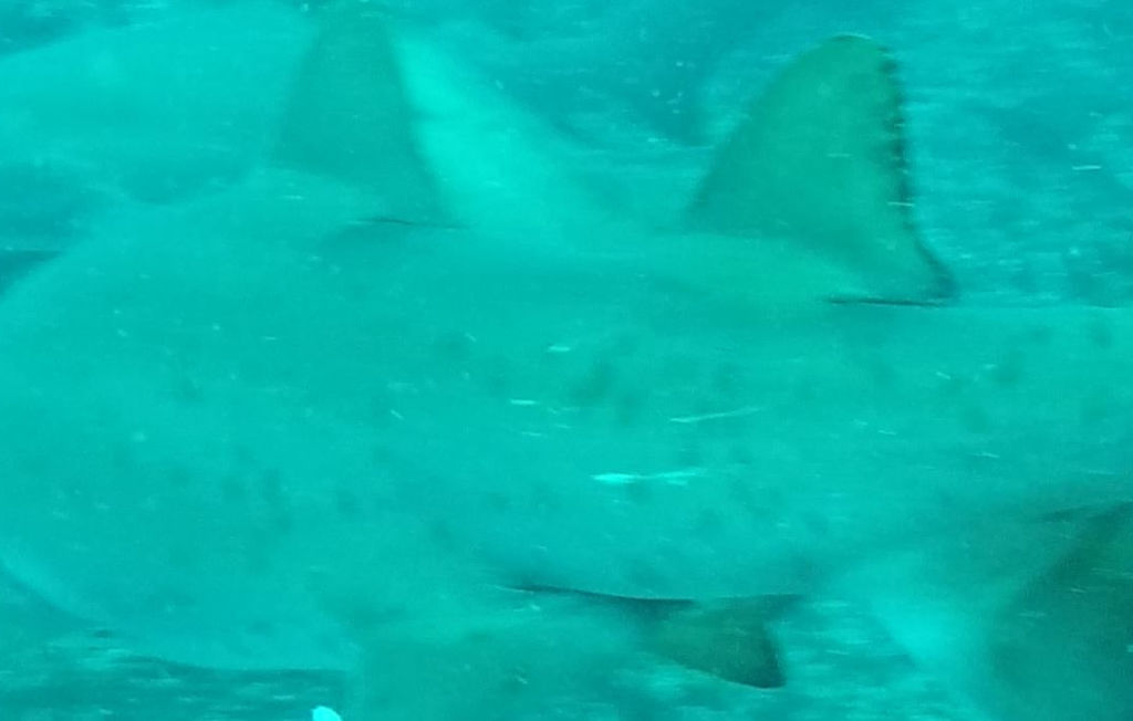 31bdcfaf-efd1-41fc-8b77-f6785debc9f7