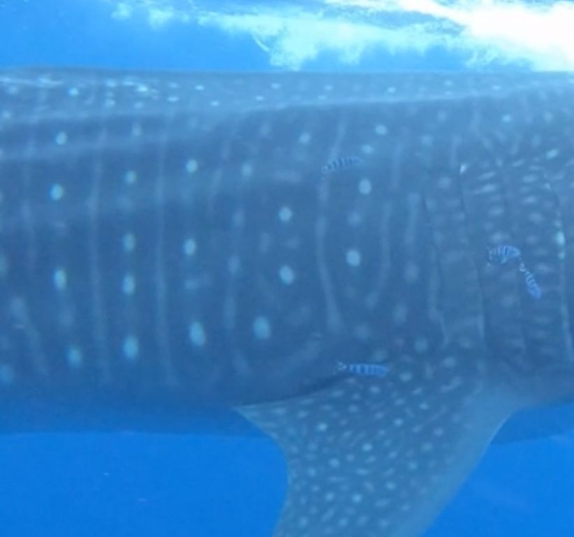 ae20f901-14f7-4360-bbab-6f76a7d200c0