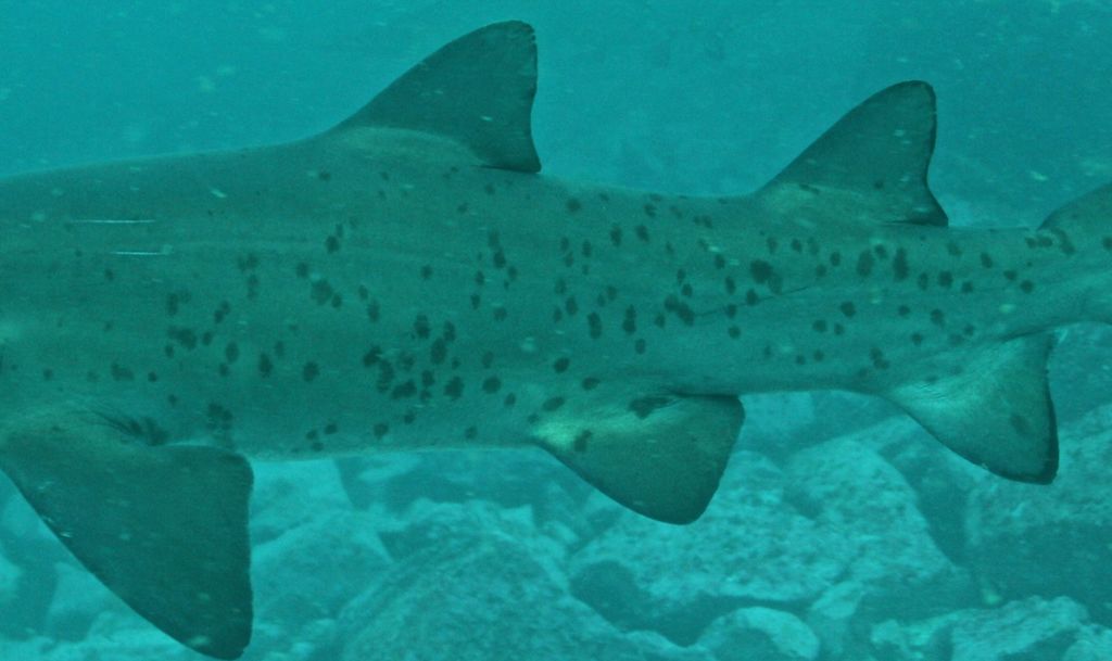 dc228b8d-7081-468e-9874-c77a55f01e0f