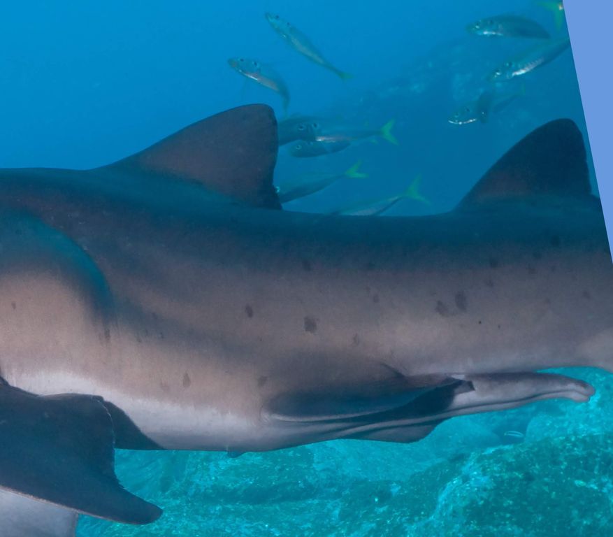 98f2d928-fc5a-4a1d-9291-864df94fc869