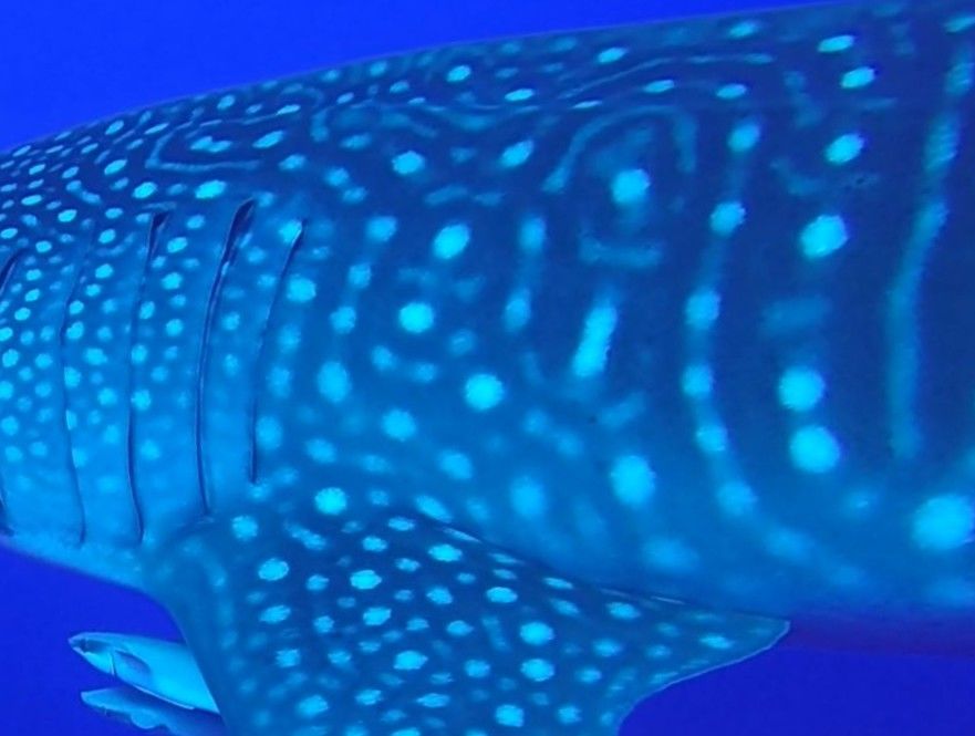 958911bb-87df-4152-8fe6-07bdcf5f0784