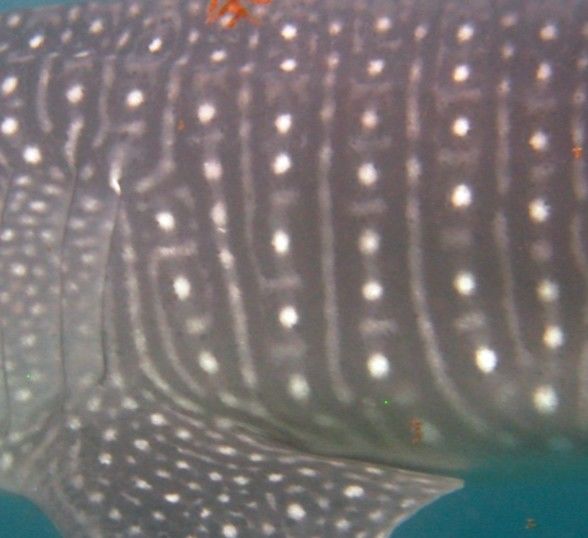 299ee355-3393-4600-afa6-632ca1e65864