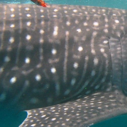 299ee355-3393-4600-afa6-632ca1e65864