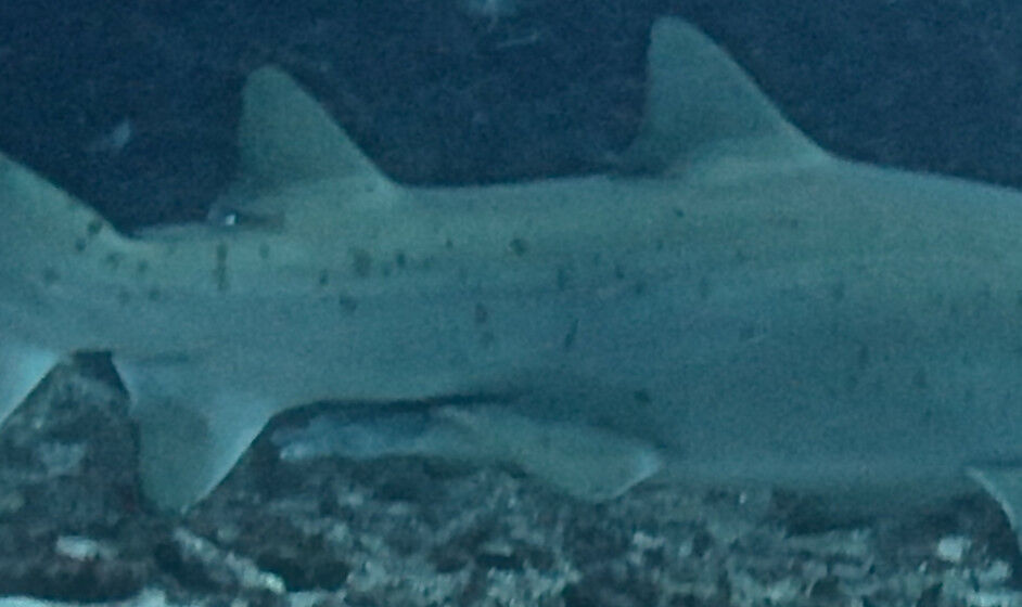 aef9699a-8994-484f-97b2-9b94453e44b1