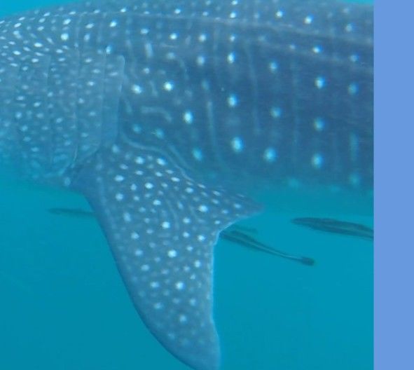 55df68fe-62d3-4b31-9246-ad0b6c739f39