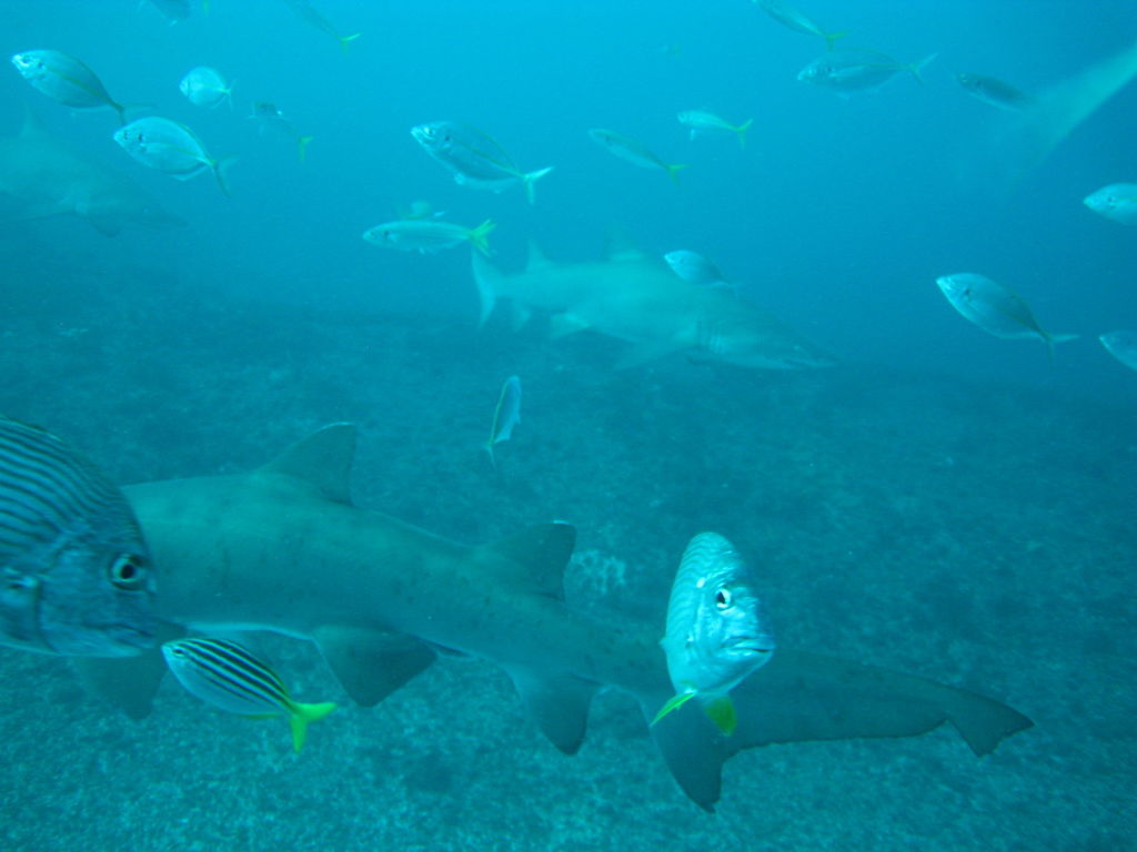 8dc07547-3ae5-4f1d-8a22-7baef5b7e07a