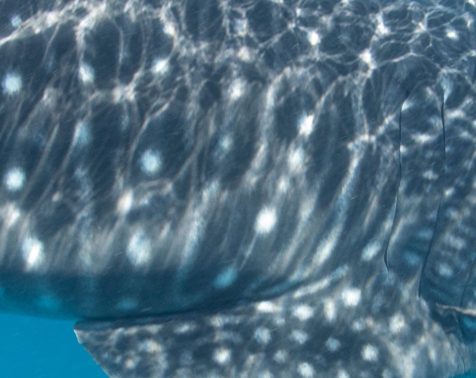 ff35f8a7-db0a-404d-82bc-cb94af1363f6