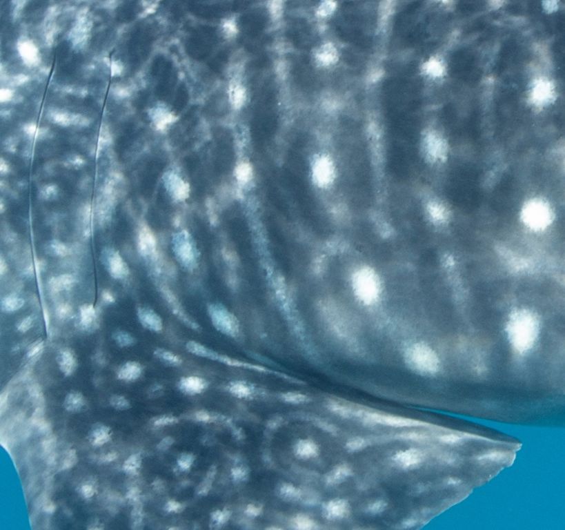 ff35f8a7-db0a-404d-82bc-cb94af1363f6