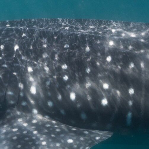 1741e20e-d965-4b0e-9c61-66d6b96e5dce