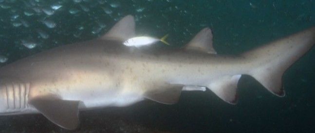 4e5321cd-9f1c-4142-a3ae-c3c22f6553dd