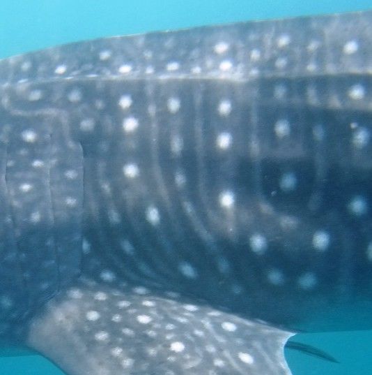 f52ab585-5715-44b8-adc7-56134fd213b1