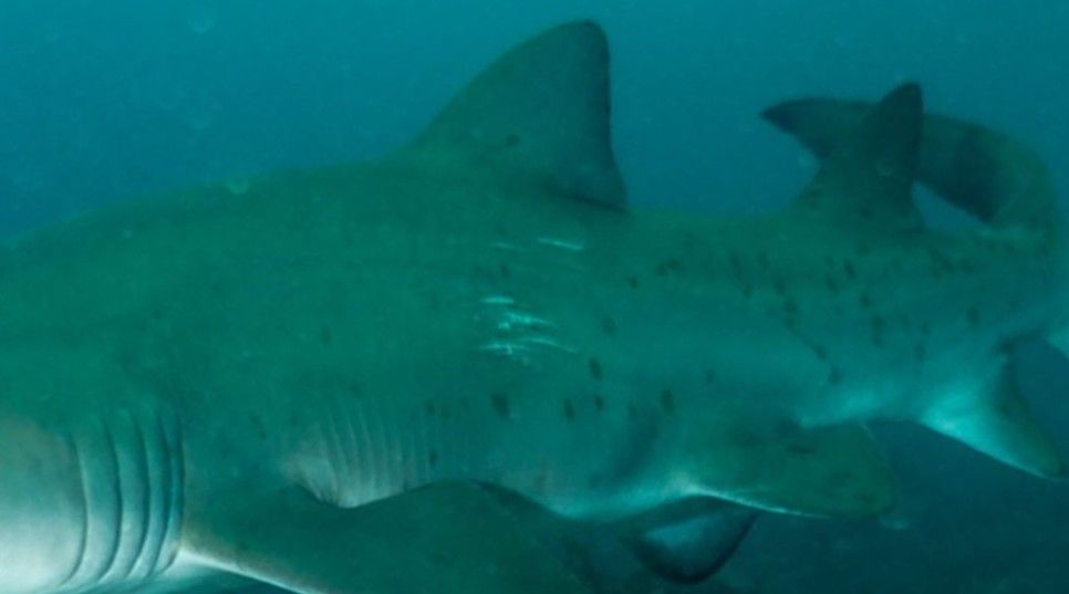 65ae03c9-0725-4b17-91a8-33ace878a43d