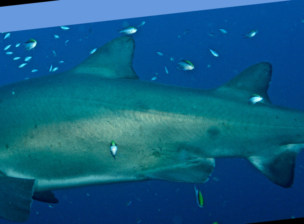 f973e1bf-73a8-4da3-ba95-e249b0ad7ff6