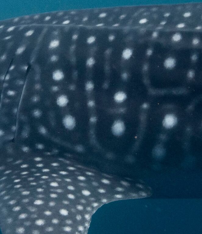 1146f6c2-3193-44fd-9ee1-a01ae83d76e1