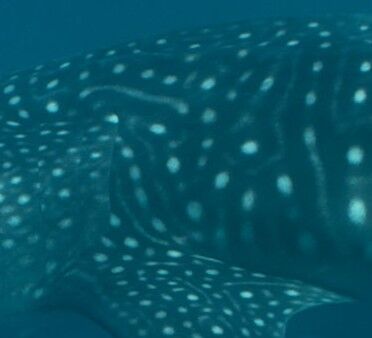 195c6e77-4af9-4267-8c79-3e525254440e