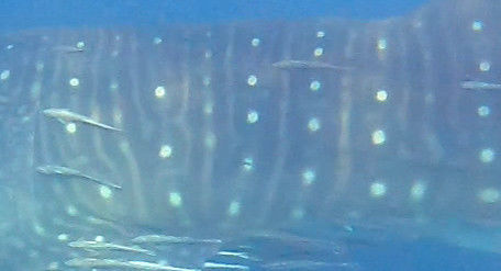 33de8d03-e1f0-4c4c-8c13-2c067603a720