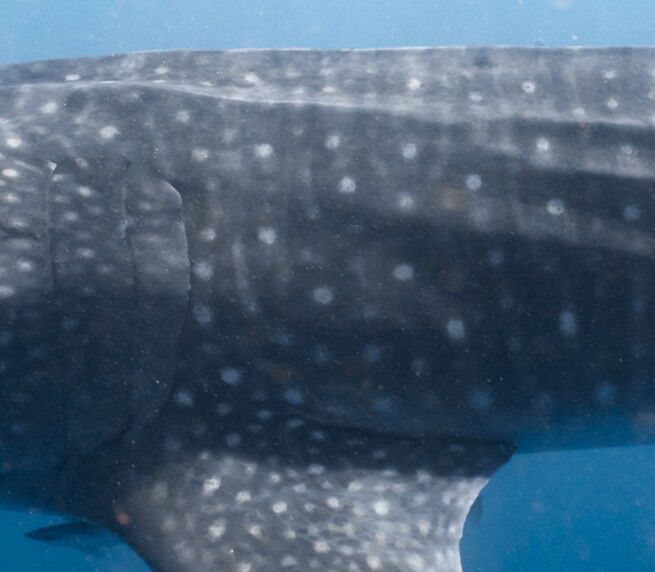 78d0af4e-7da3-4841-9776-1707f458b444