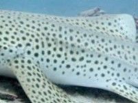 4fb04ac3-a3b0-4974-8fa0-f70434fecc09