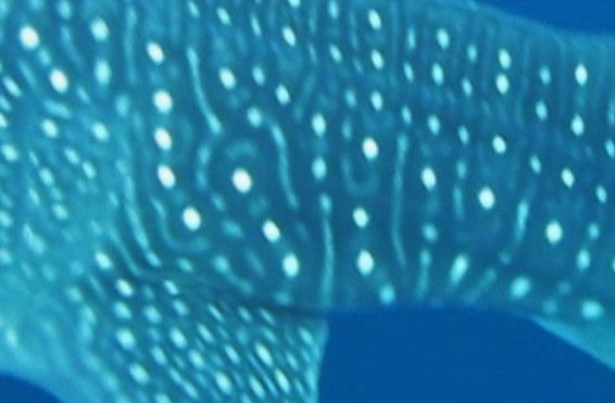 92c3835b-c219-4127-9525-854ca821c1ec