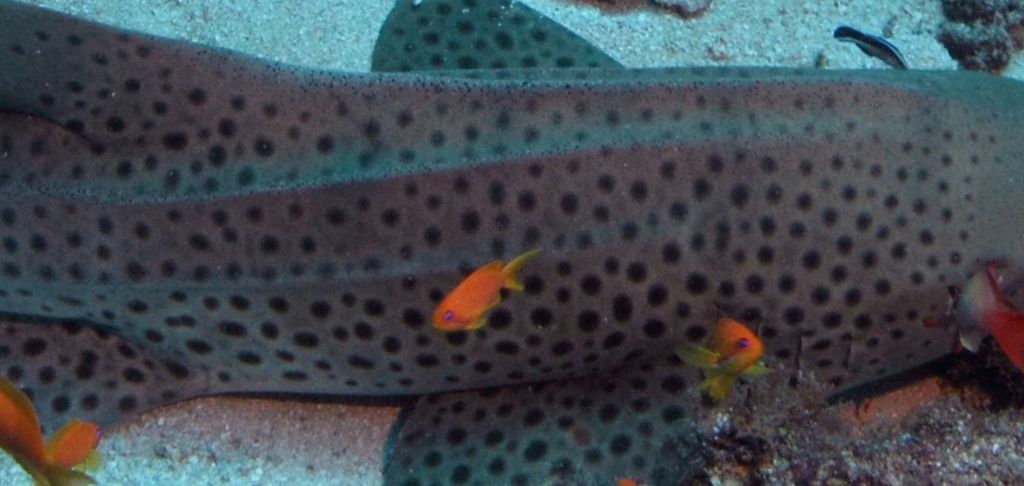 d512d1a0-2c3a-4e5c-a516-8b7c816d1e86