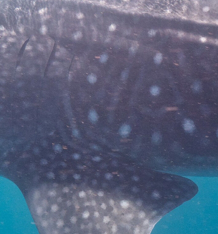 ffa38517-a769-4e6f-95d0-a85576dfcfcd