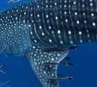 f17cc938-2d47-4c81-83d0-b1e0bc3d25a7