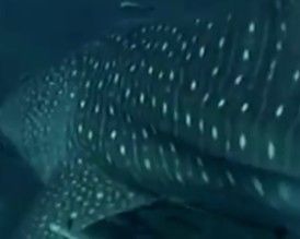 a709d985-23cc-41be-a47c-6fdb0dbf3cd9