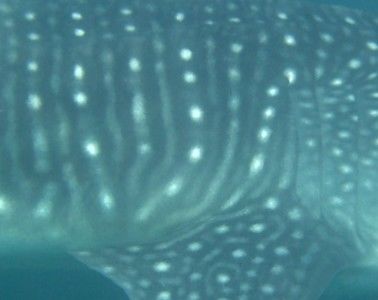 c35f0b08-7423-4d66-8ad0-bc73e8d9581f