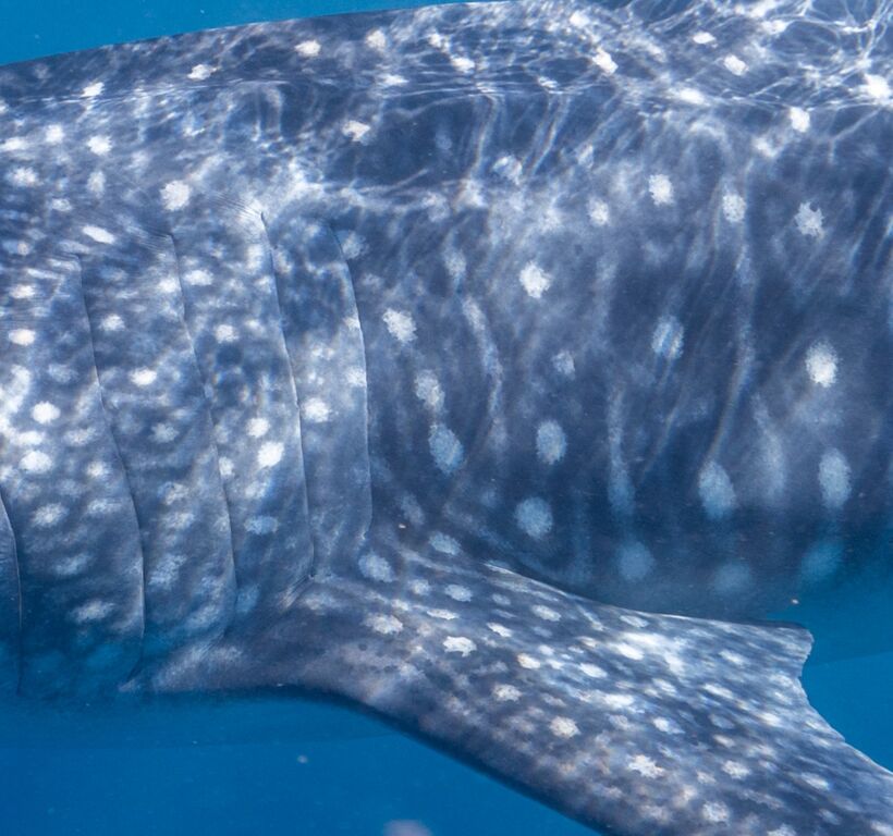 29751c11-7ebe-4998-9a89-ce1f7bade4e2